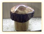 fertiger Holz Pilz